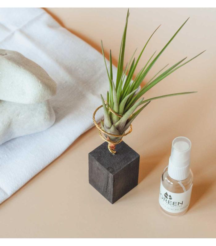 Comprar Planta de aire tillandsia con soporte Listello in legno da 5cm