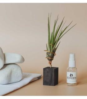 Comprar Planta de aire tillandsia con soporte Holzleiste 5cm