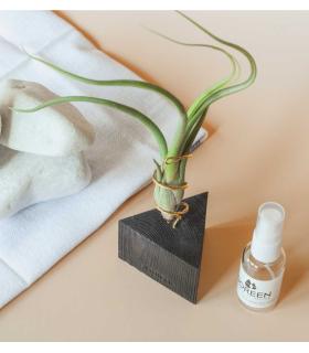 Comprar Planta de aire tillandsia con soporte Tri wooden angle