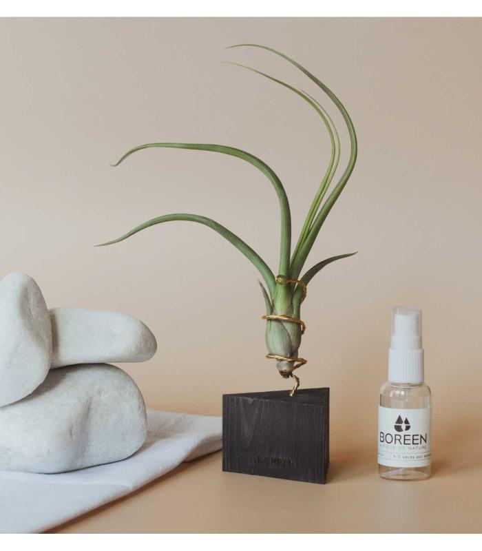 Comprar Planta de aire tillandsia con soporte Tri wooden angle