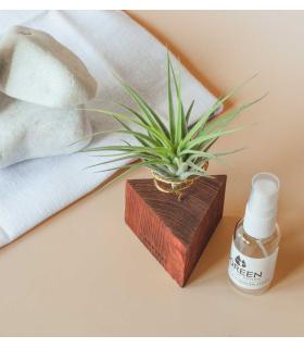 Comprar Planta de aire tillandsia con soporte Triángulo de madera