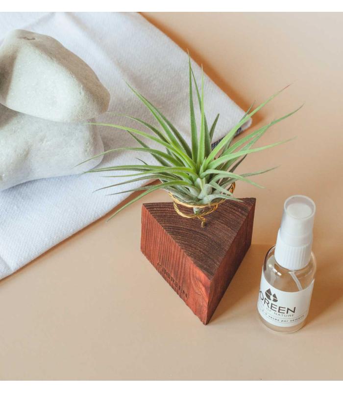 Comprar Planta de aire tillandsia con soporte Tri Holzwinkel