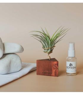 Comprar Planta de aire tillandsia con soporte Triángulo de madera