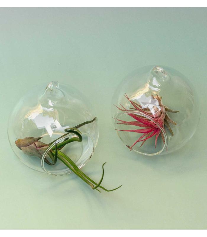 Comprar Planta de aire tillandsia con soporte Pack terrariums Esfer S (2 unités)