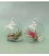 Comprar Planta de aire tillandsia con soporte Pack terrarien Esfer S (2 Stück)