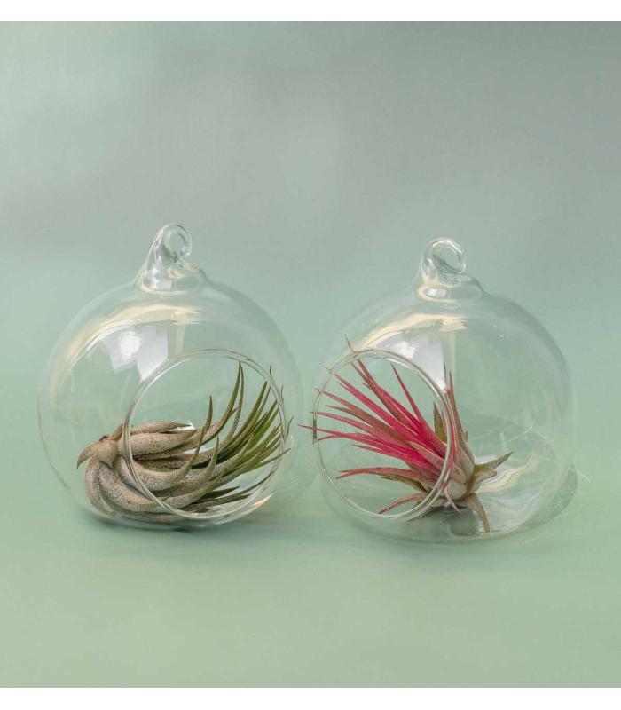 Comprar Planta de aire tillandsia con soporte Pack terrariums Esfer S (2 unités)