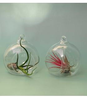 Comprar Planta de aire tillandsia con soporte Pack terrariums Esfer S (2 unités)