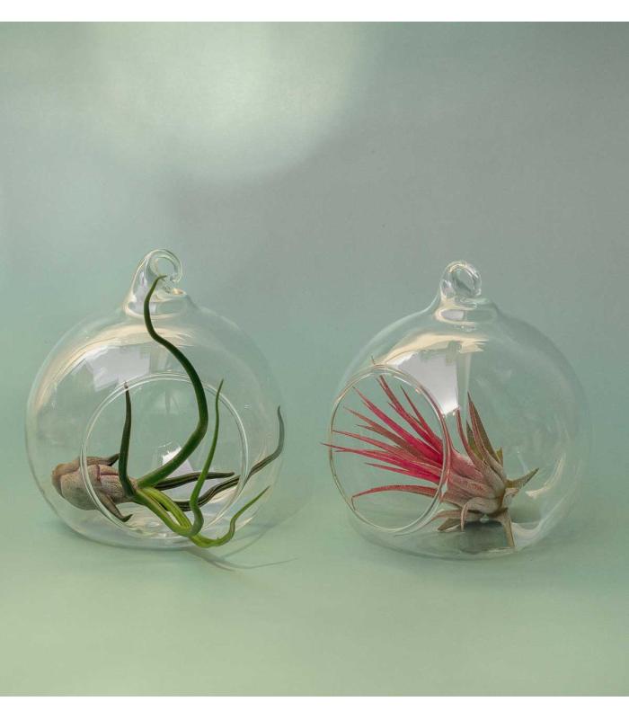 Comprar Planta de aire tillandsia con soporte Pack terrarien Esfer S (2 Stück)