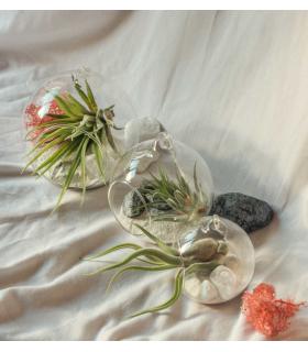 Comprar Planta de aire tillandsia con soporte Terrario Esfer
