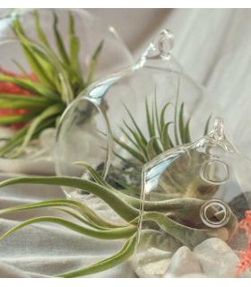 Comprar Planta de aire tillandsia con soporte Terrário Esfer