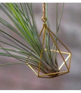 Comprar Planta de aire tillandsia con soporte Minim structure pendentif