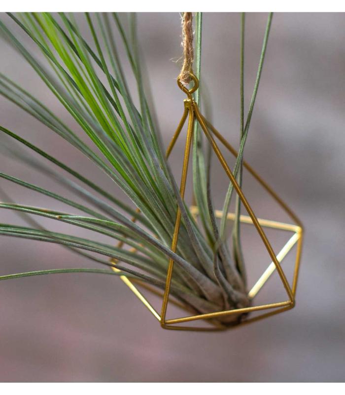 Comprar Planta de aire tillandsia con soporte Ciondolo struttura minim