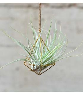 Comprar Planta de aire tillandsia con soporte Colgante estructura Minim