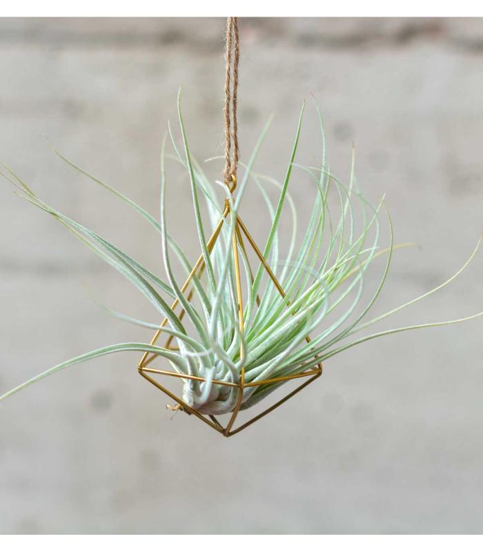 Comprar Planta de aire tillandsia con soporte Colgante estructura Minim
