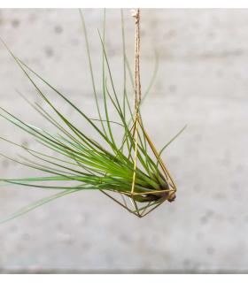 Comprar Planta de aire tillandsia con soporte Ciondolo struttura minim
