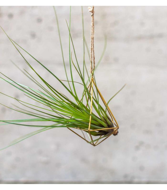 Comprar Planta de aire tillandsia con soporte Minim structure pendentif