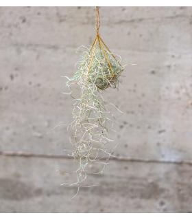 Comprar Planta de aire tillandsia con soporte Colgante estructura Minim