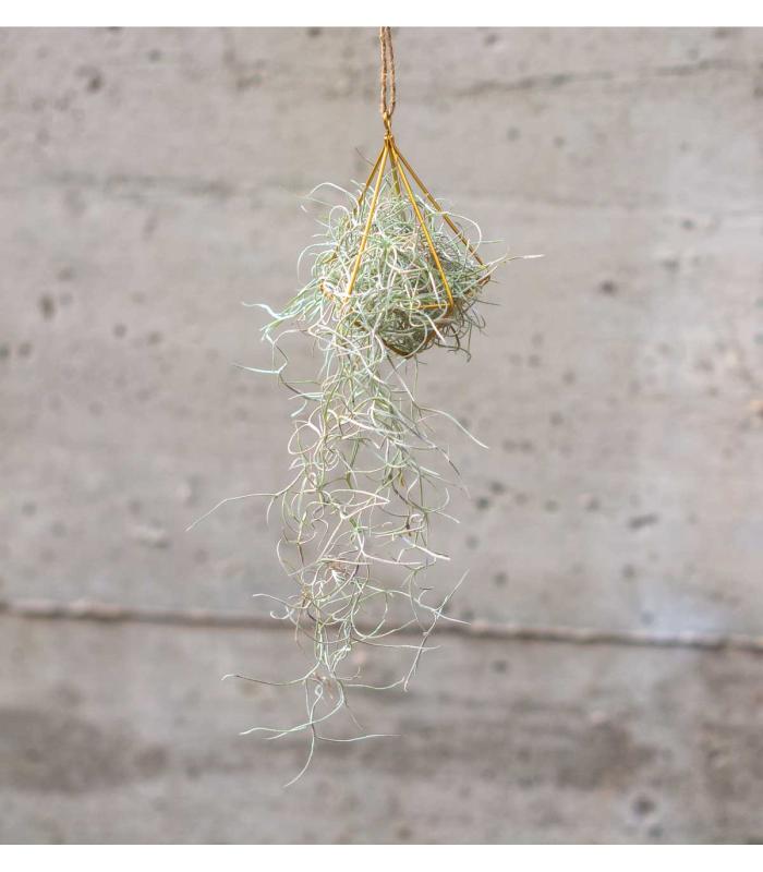 Comprar Planta de aire tillandsia con soporte Colgante estructura Minim