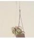 Comprar Planta de aire tillandsia con soporte Colgante estructura Gant