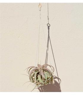 Comprar Planta de aire tillandsia con soporte Ciondolo struttura Gant