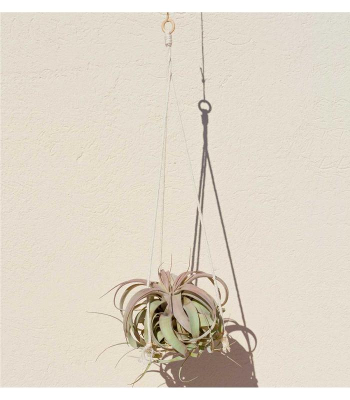 Comprar Planta de aire tillandsia con soporte Colgante estructura Gant