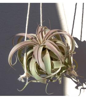 Comprar Planta de aire tillandsia con soporte Pendentif de structure Gant