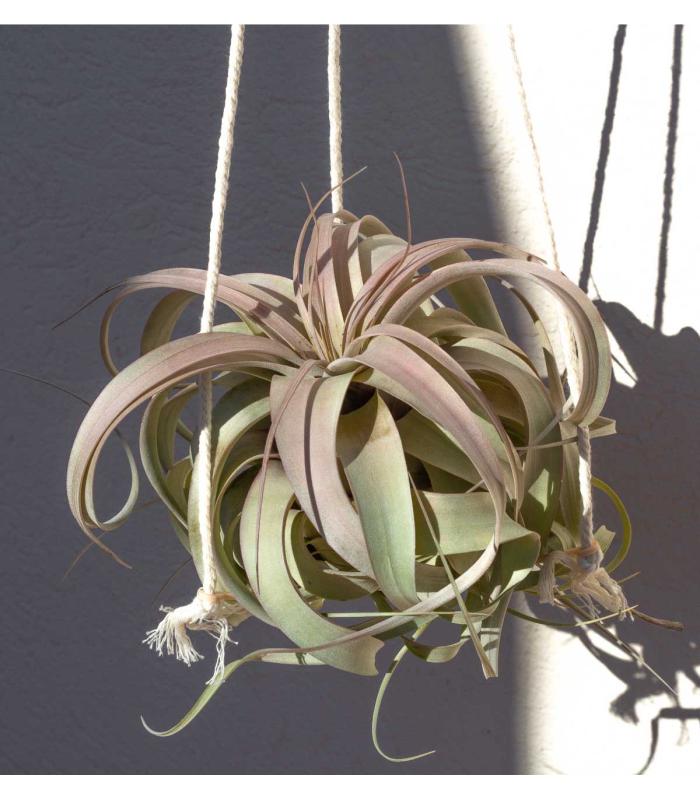 Comprar Planta de aire tillandsia con soporte Gant structure pendant
