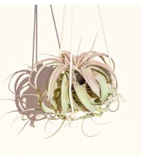 Comprar Planta de aire tillandsia con soporte Ciondolo struttura Gant