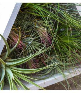 Comprar Planta de aire tillandsia con soporte Dreieckiger vertikaler Garten