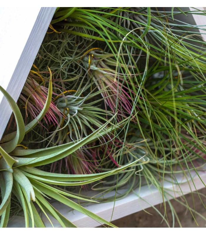 Comprar Planta de aire tillandsia con soporte Jardin vertical triangulaire