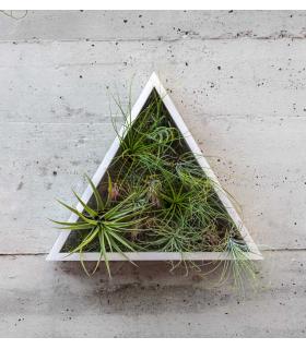 Comprar Planta de aire tillandsia con soporte Jardin vertical triangulaire
