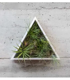 Comprar Planta de aire tillandsia con soporte Jardin vertical triangulaire