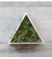 Comprar Planta de aire tillandsia con soporte Triangular vertical garden