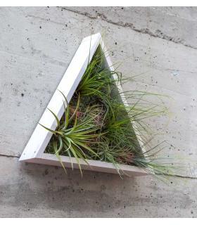 Comprar Planta de aire tillandsia con soporte Jardim vertical triangular