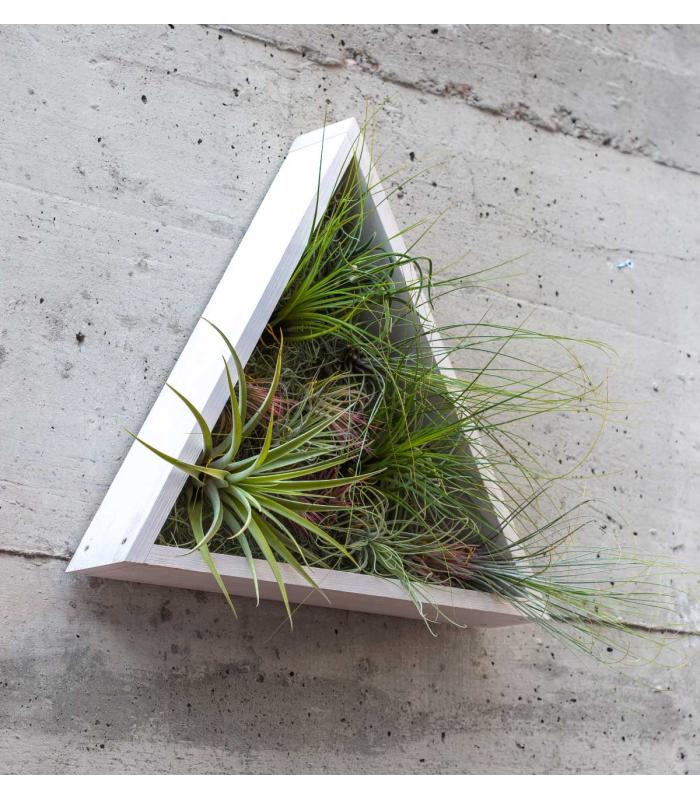 Comprar Planta de aire tillandsia con soporte Jardín vertical triangular