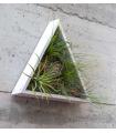 Comprar Planta de aire tillandsia con soporte Jardin vertical triangulaire