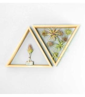 Comprar Planta de aire tillandsia con soporte Giardino verticale triangolare e zaino