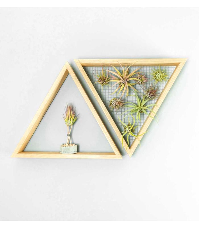 Comprar Planta de aire tillandsia con soporte Pack jardín vertical triangular y estantería
