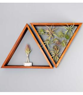 Comprar Planta de aire tillandsia con soporte Giardino verticale triangolare e zaino