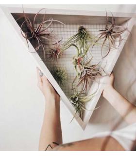 Comprar Planta de aire tillandsia con soporte Dreieckiger vertikaler Garten