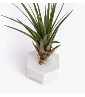 Comprar Planta de aire tillandsia con soporte Cement hexagon