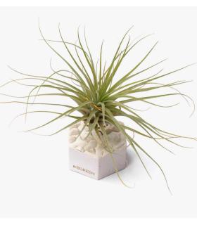 Comprar Planta de aire tillandsia con soporte Cement hexagon with stones