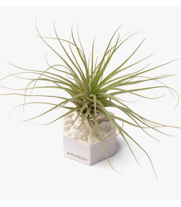 Comprar Planta de aire tillandsia con soporte Hexagone de ciment avec des pierres