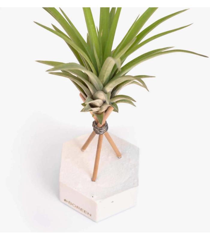 Comprar Planta de aire tillandsia con soporte Esagono di cemento con aste