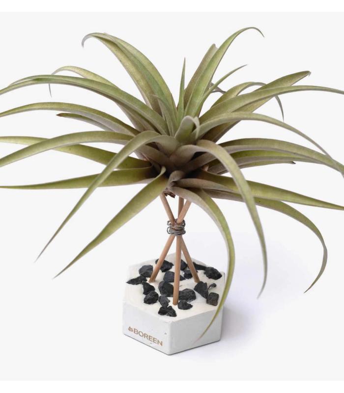 Comprar Planta de aire tillandsia con soporte Hexágono de cemento con piedras y varillas