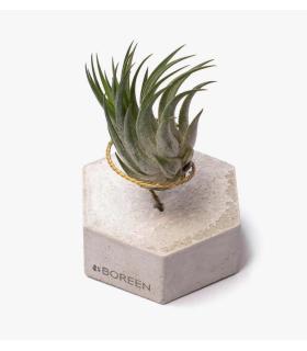 Comprar Planta de aire tillandsia con soporte Hexágono de hormigón
