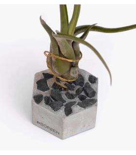 Comprar Planta de aire tillandsia con soporte Hexágono de hormigón con piedras