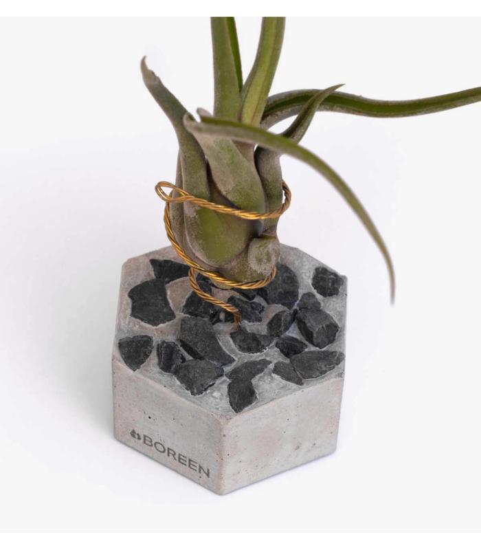 Comprar Planta de aire tillandsia con soporte Hexagone en béton avec des pierres