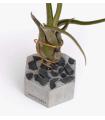 Comprar Planta de aire tillandsia con soporte Hexagone en béton avec des pierres