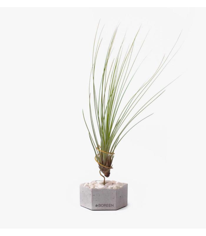 Comprar Planta de aire tillandsia con soporte Betonsechseck mit Steinen